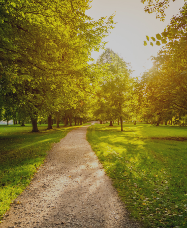 source-de-chaleur-energie-verte-chauffage-bois allée-de-terre-entouré-d-arbres-verts-dans-parc-public-soleil-couchant